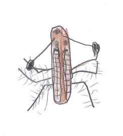 Cary's drawing of a Triantiwontigongolope